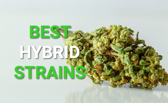 Hybrid-Strains-Fantastic Weeds