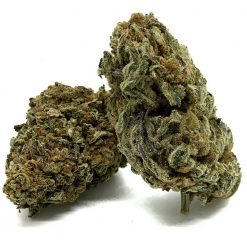 Purple-Candy-Hybrid-Flower-Fantastic-Weeds-3